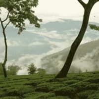 Tee aus Darjeeling von Ronnefeldt