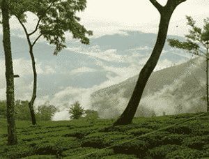 Tee aus Darjeeling von Ronnefeldt