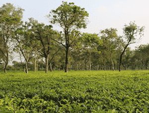 Tee aus Assam von Ronnefedlt