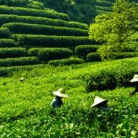 Grüner Tee aus China von Ronnefeldt