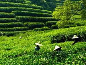 Grüner Tee aus China von Ronnefeldt