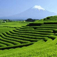 Grüner Tee aus Japan von Ronnefeldt