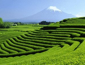 Grüner Tee aus Japan von Ronnefeldt