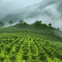 Grüner Tee aus aller Welt von Ronnefedlt