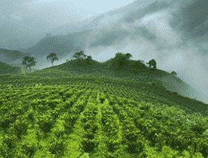 Grüner Tee aus aller Welt von Ronnefedlt