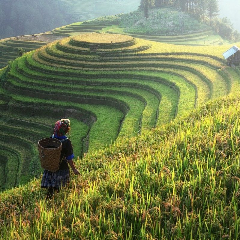 agriculture, asia, china