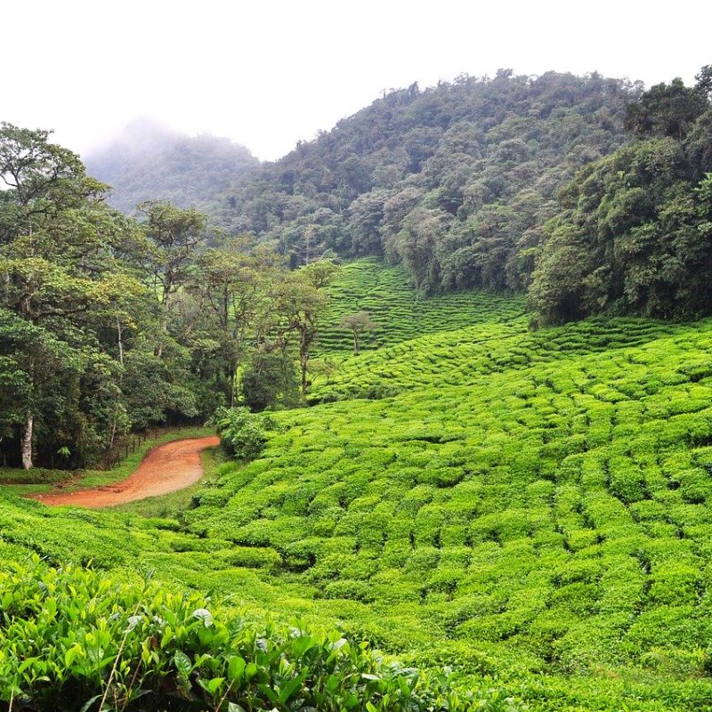 dapa, green tea, colombia