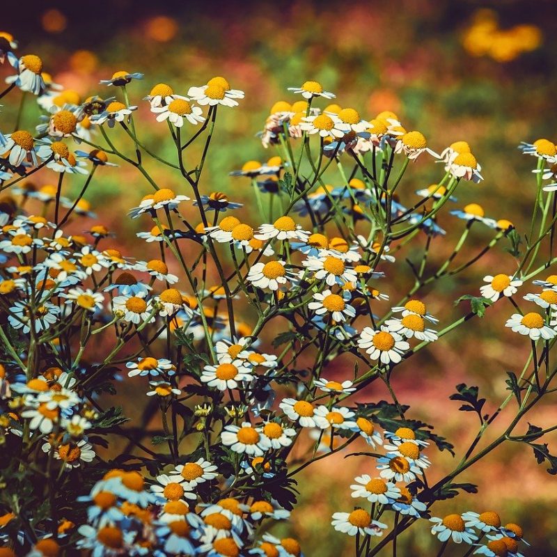 feverfew, blossom, bloom