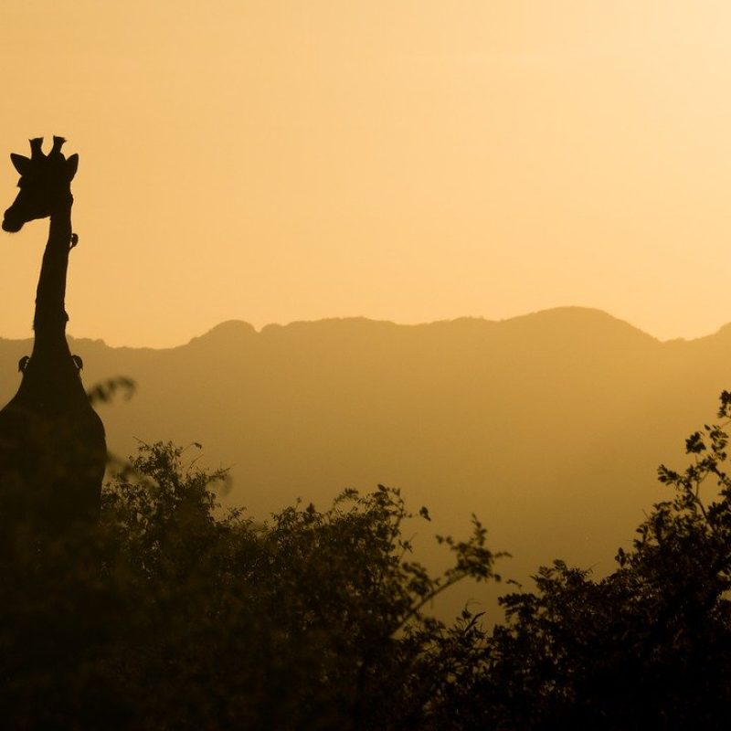giraffe, sunset, yellow