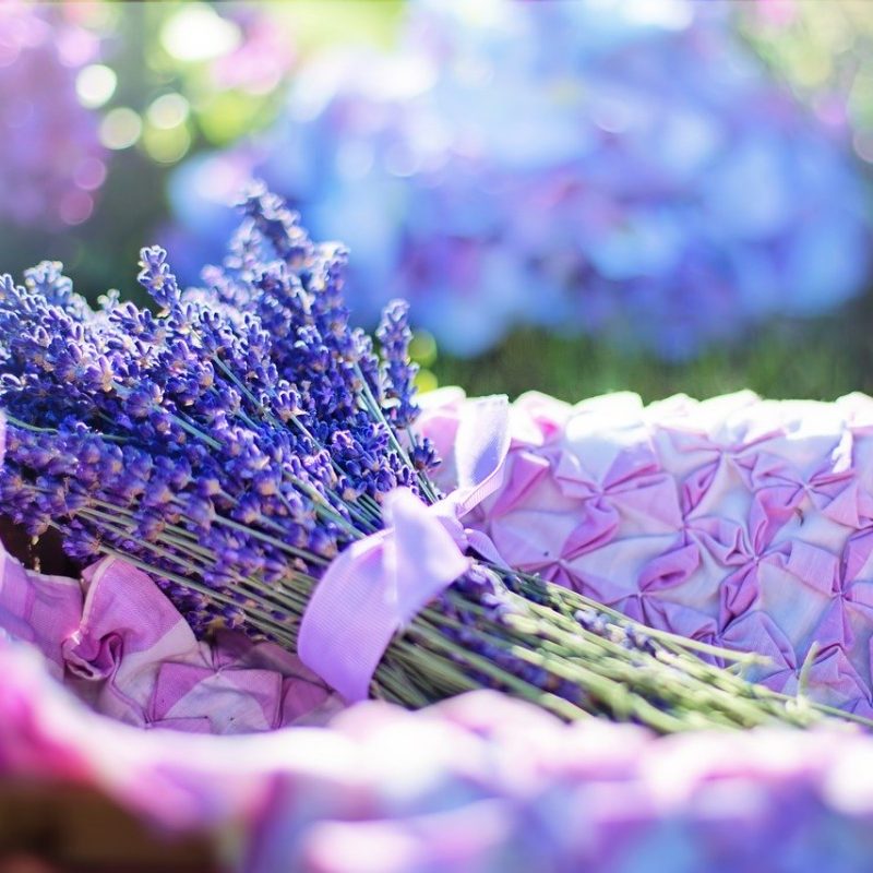 lavender, fresh, flowers