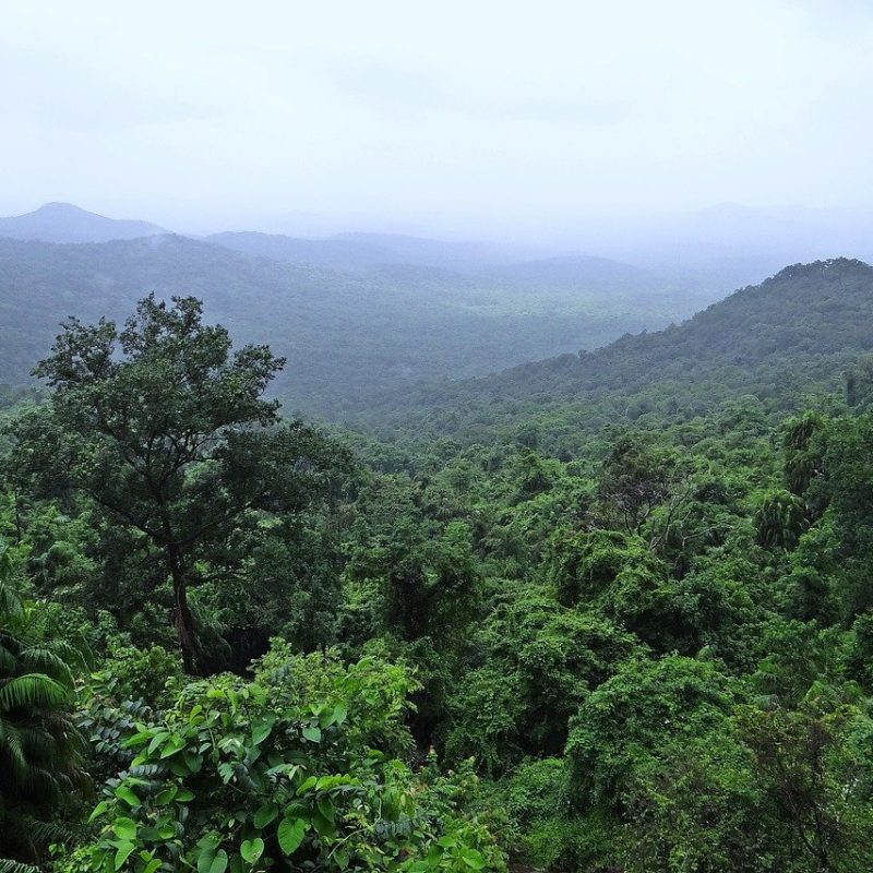 rainforest, mollem national park, western ghats